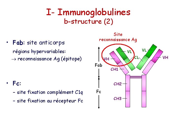 I- Immunoglobulines b-structure (2) • Fab: site anticorps Site reconnaissance Ag régions hypervariables: reconnaissance