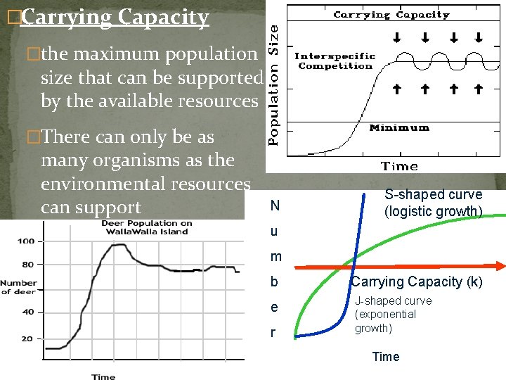 �Carrying Capacity �the maximum population size that can be supported by the available resources