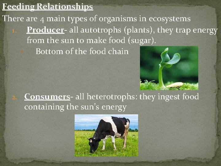 Feeding Relationships There are 4 main types of organisms in ecosystems 1. Producer- all