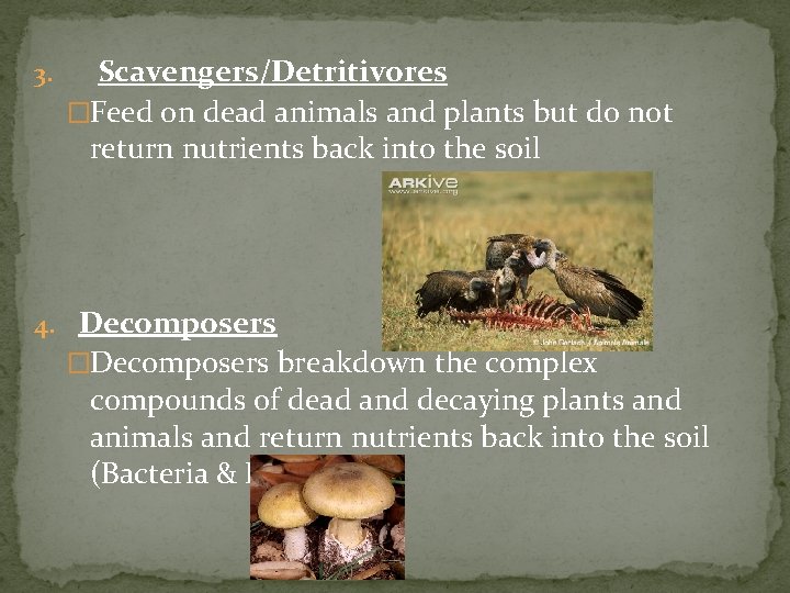 3. Scavengers/Detritivores �Feed on dead animals and plants but do not return nutrients back