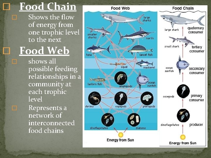 � Food Chain � Shows the flow of energy from one trophic level to