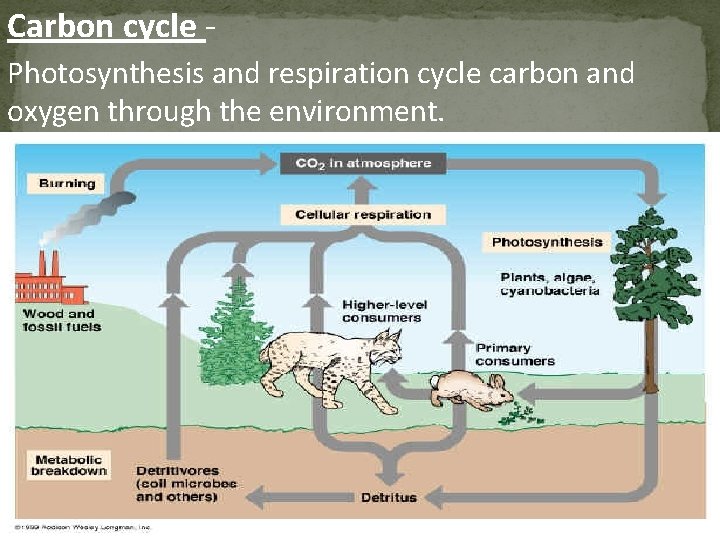 Carbon cycle Photosynthesis and respiration cycle carbon and oxygen through the environment. 