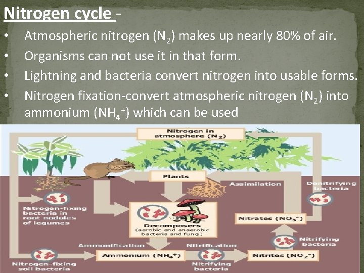 Nitrogen cycle • • Atmospheric nitrogen (N 2) makes up nearly 80% of air.