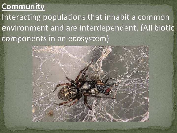 Community Interacting populations that inhabit a common environment and are interdependent. (All biotic components