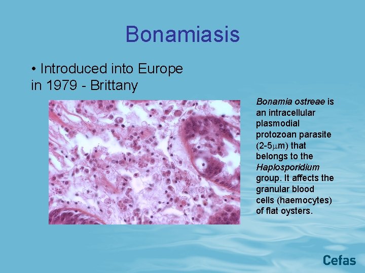 Bonamiasis • Introduced into Europe in 1979 - Brittany Bonamia ostreae is an intracellular