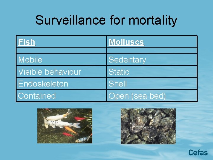 Surveillance for mortality Fish Molluscs Mobile Visible behaviour Endoskeleton Contained Sedentary Static Shell Open