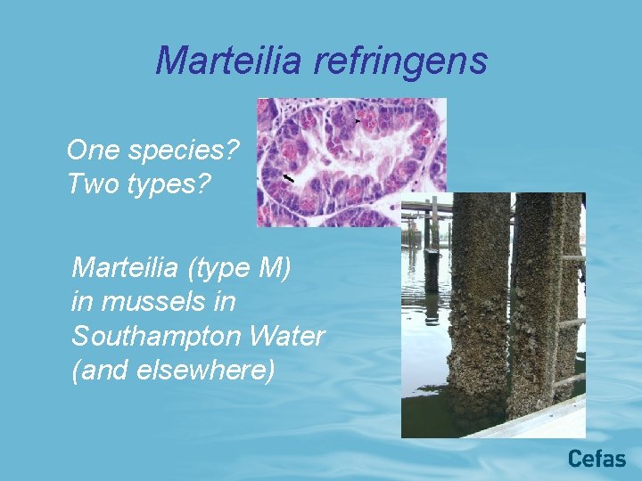 Marteilia refringens One species? Two types? Marteilia (type M) in mussels in Southampton Water