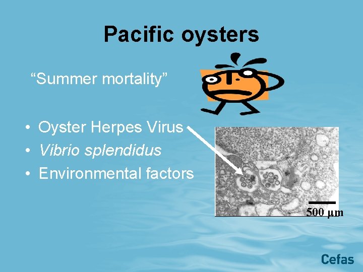 Pacific oysters “Summer mortality” • Oyster Herpes Virus • Vibrio splendidus • Environmental factors