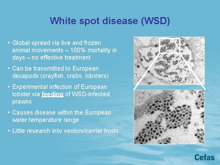 White spot disease (WSD) • Global spread via live and frozen animal movements –