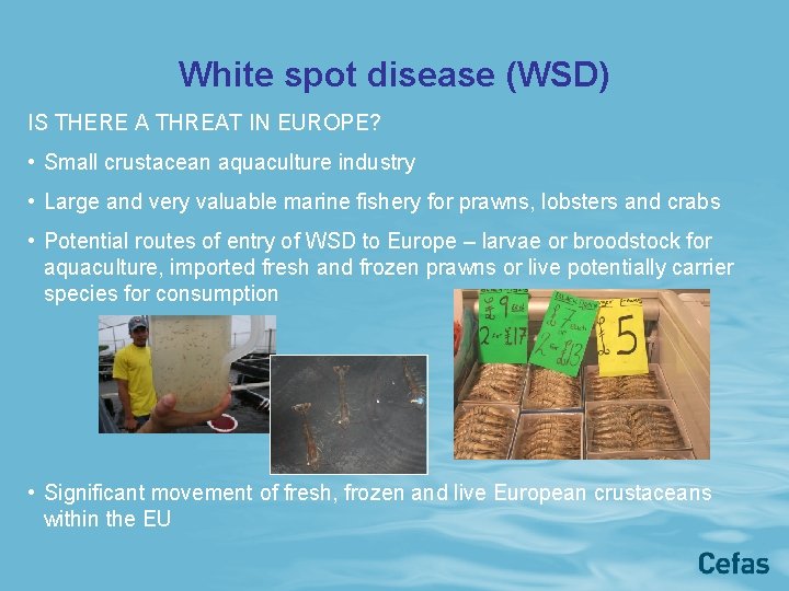 White spot disease (WSD) IS THERE A THREAT IN EUROPE? • Small crustacean aquaculture