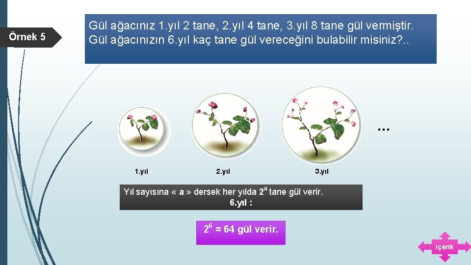 Örnek 5 Gül ağacınız 1. yıl 2 tane, 2. yıl 4 tane, 3. yıl