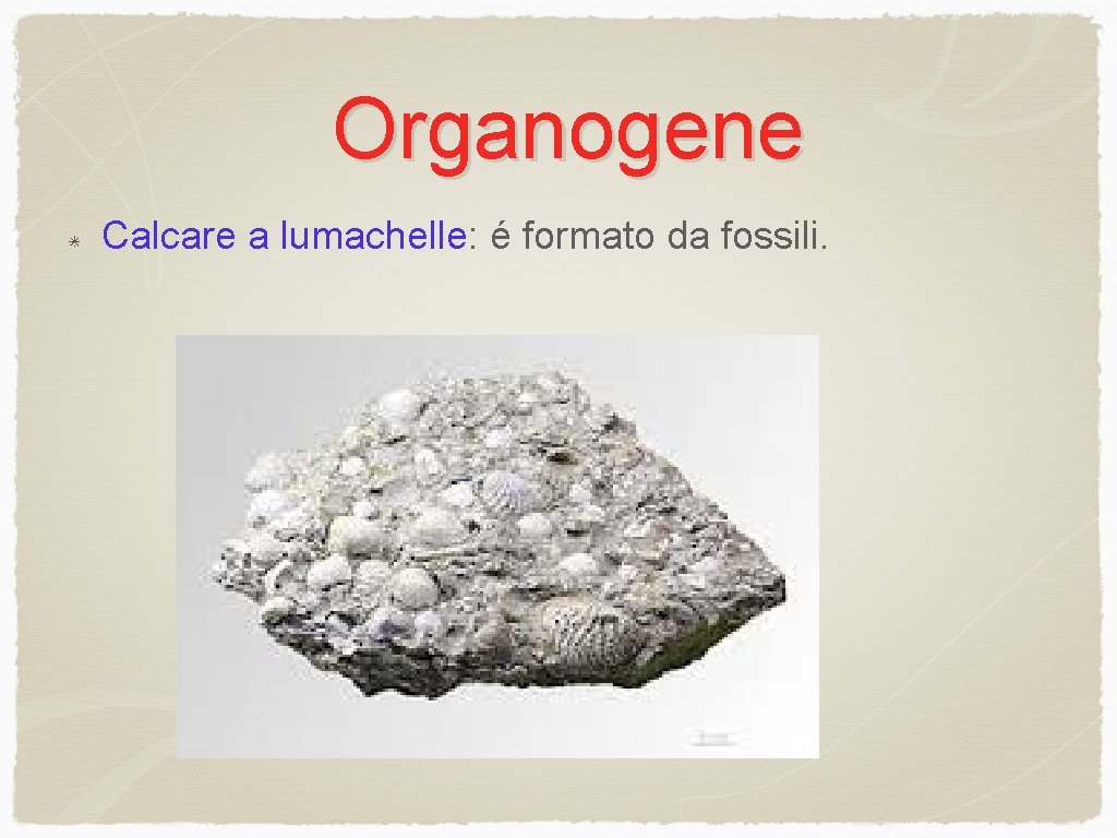 Organogene Calcare a lumachelle: é formato da fossili. 
