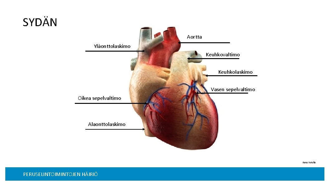 SYDÄN Aortta Yläonttolaskimo Keuhkovaltimo Keuhkolaskimo Vasen sepelvaltimo Oikea sepelvaltimo Alaonttolaskimo Kuva: Fotolia PERUSELINTOIMINTOJEN HÄIRIÖ
