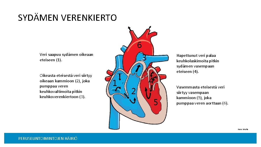 SYDÄMEN VERENKIERTO 6 Veri saapuu sydämen oikeaan eteiseen (1). Oikeasta eteisestä veri siirtyy oikeaan