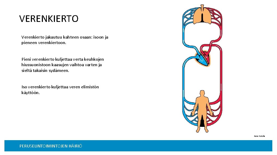 VERENKIERTO Verenkierto jakautuu kahteen osaan: isoon ja pieneen verenkiertoon. Pieni verenkierto kuljettaa verta keuhkojen