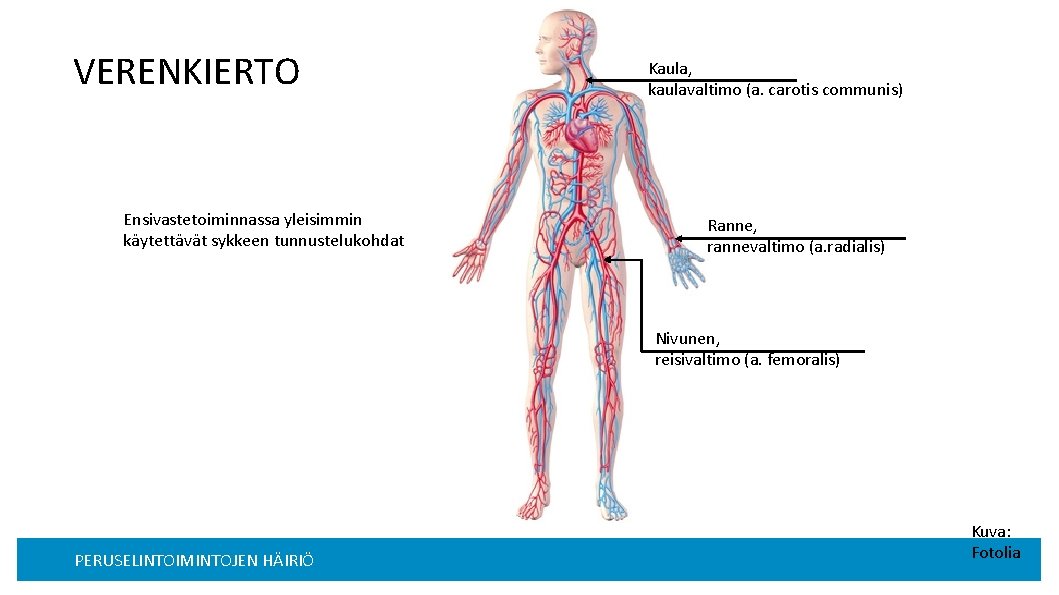 VERENKIERTO Ensivastetoiminnassa yleisimmin käytettävät sykkeen tunnustelukohdat Kaula, kaulavaltimo (a. carotis communis) Ranne, rannevaltimo (a.