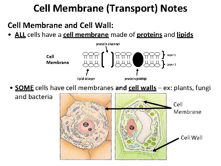 Cell Membrane (Transport) Notes Cell Membrane and Cell Wall: • ALL cells have a