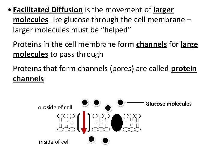  • Facilitated Diffusion is the movement of larger molecules like glucose through the