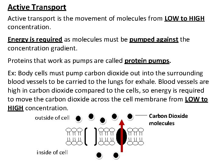 Active Transport Active transport is the movement of molecules from LOW to HIGH concentration.