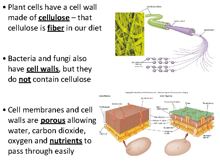  • Plant cells have a cell wall made of cellulose – that cellulose