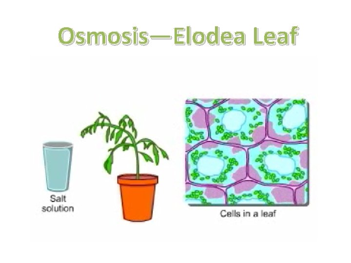 Osmosis—Elodea Leaf 
