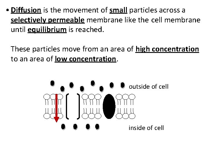  • Diffusion is the movement of small particles across a selectively permeable membrane