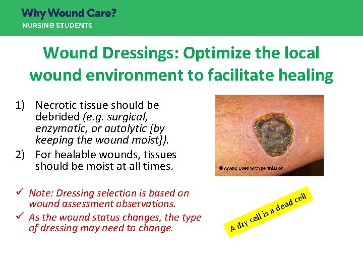 Wound Dressings: Optimize the local wound environment to facilitate healing 1) Necrotic tissue should