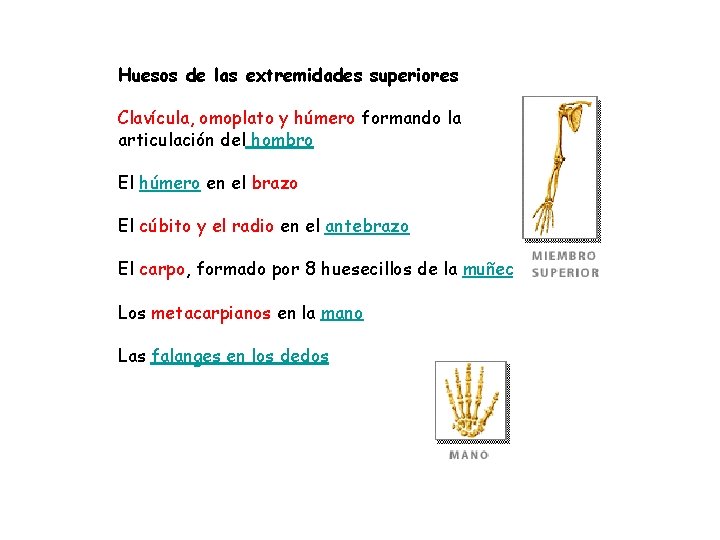Huesos de las extremidades superiores Clavícula, omoplato y húmero formando la articulación del hombro