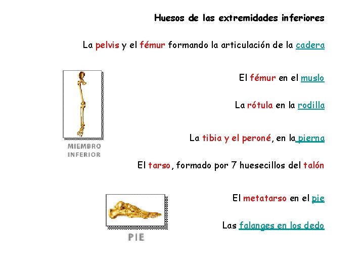 Huesos de las extremidades inferiores La pelvis y el fémur formando la articulación de