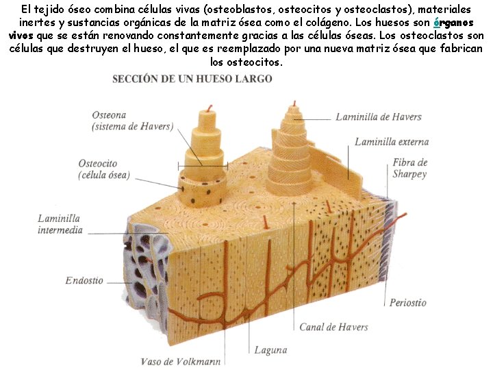 El tejido óseo combina células vivas (osteoblastos, osteocitos y osteoclastos), materiales inertes y sustancias