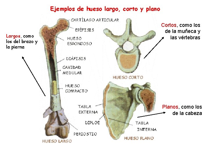 Ejemplos de hueso largo, corto y plano Largos, como los del brazo y la