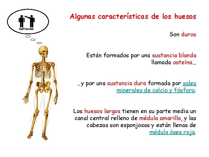Algunas características de los huesos Son duros Están formados por una sustancia blanda llamada