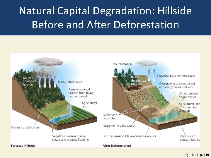 Natural Capital Degradation: Hillside Before and After Deforestation Fig. 13 -25, p. 340 