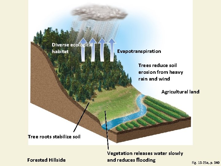 Diverse ecological habitat Evapotranspiration Trees reduce soil erosion from heavy rain and wind Agricultural