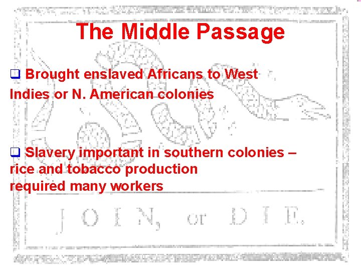 The Middle Passage q Brought enslaved Africans to West Indies or N. American colonies