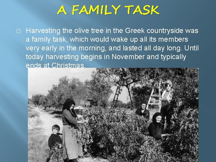 A FAMILY TASK � Harvesting the olive tree in the Greek countryside was a