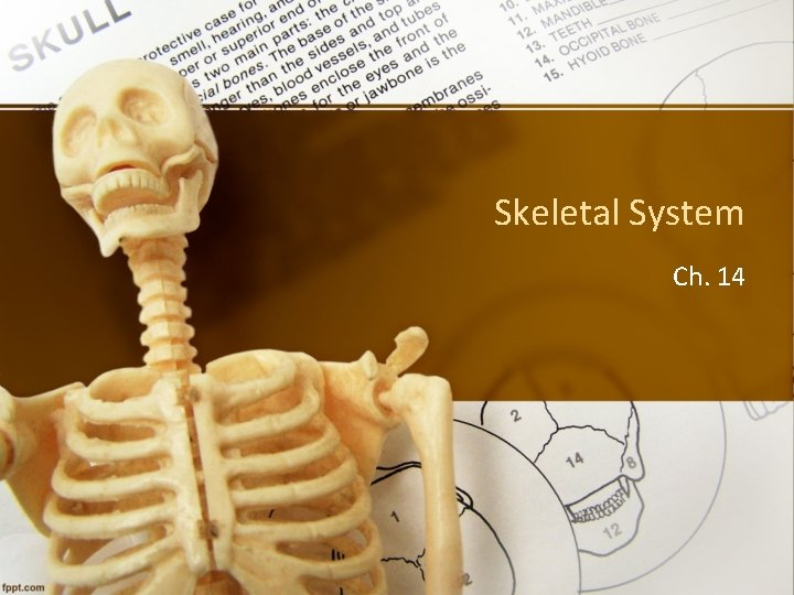 Skeletal System Ch. 14 