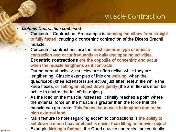 Muscle Contraction • Isotonic Contraction continued • Concentric Contraction: An example is bending the