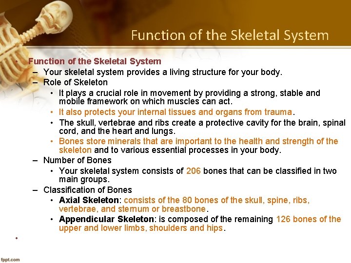 Function of the Skeletal System • • Function of the Skeletal System – Your