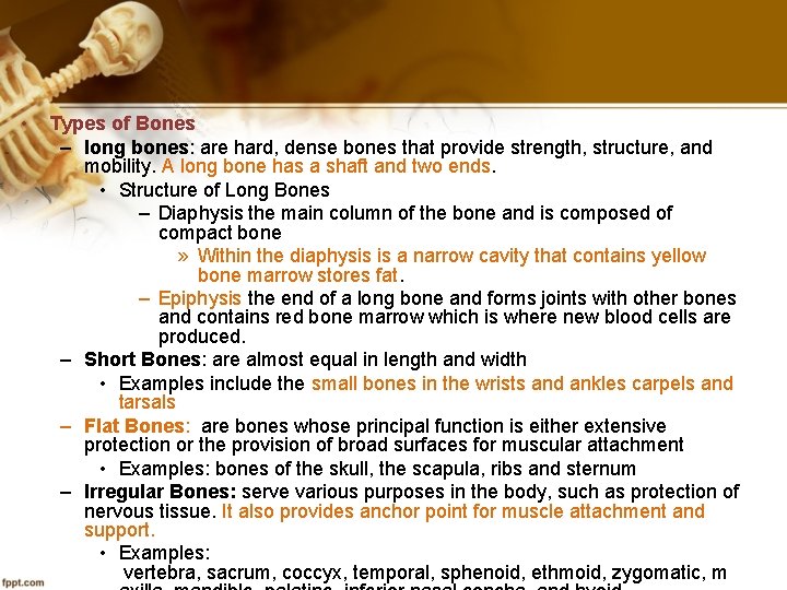  • Types of Bones – long bones: are hard, dense bones that provide