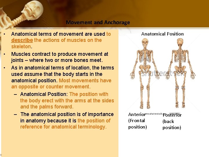Movement and Anchorage • • • Anatomical terms of movement are used to describe