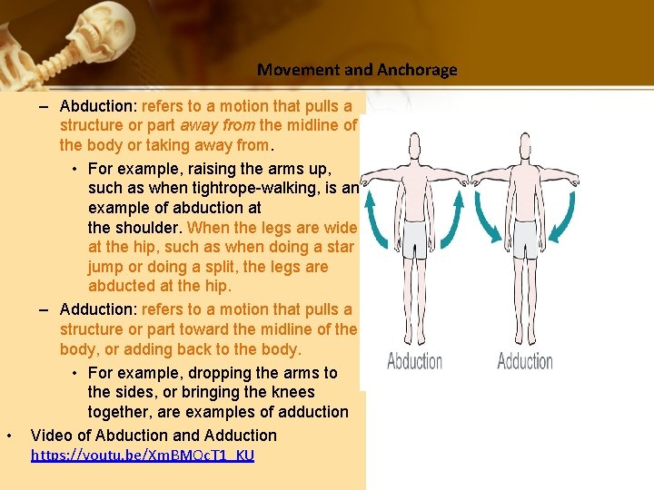 Movement and Anchorage • – Abduction: refers to a motion that pulls a structure