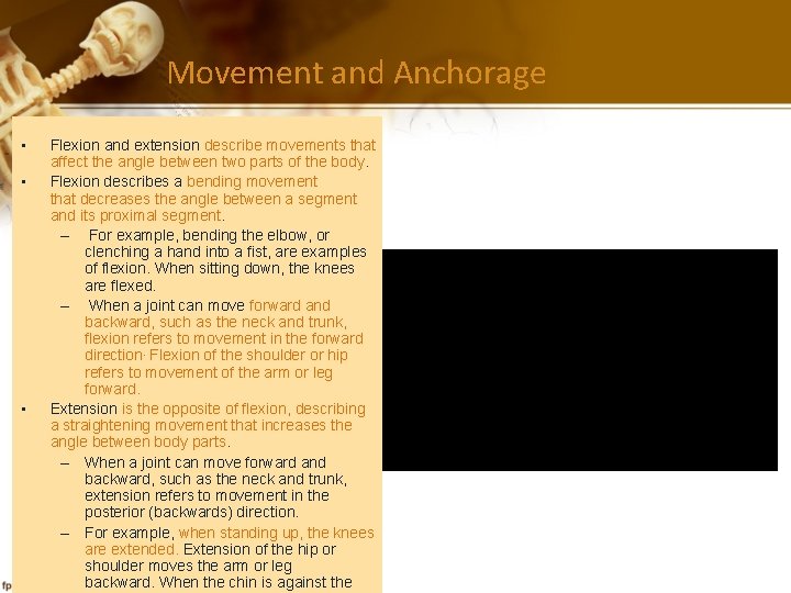 Movement and Anchorage • • • Flexion and extension describe movements that affect the