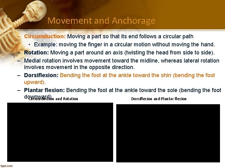Movement and Anchorage – Circumduction: Moving a part so that its end follows a