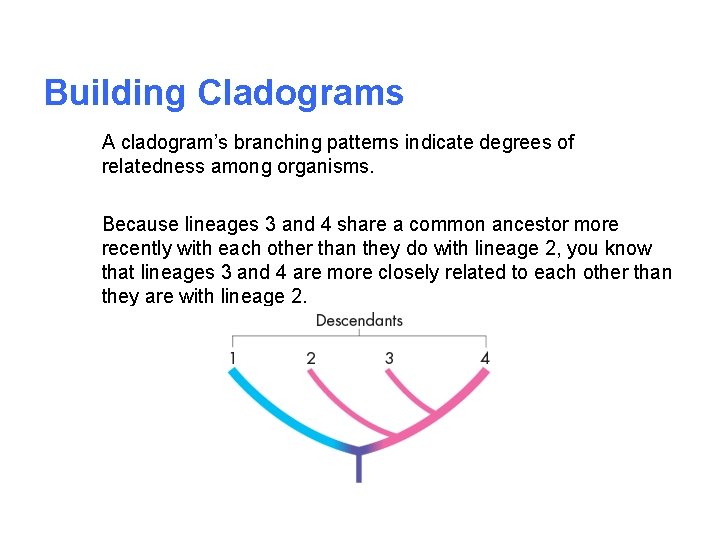 Building Cladograms A cladogram’s branching patterns indicate degrees of relatedness among organisms. Because lineages