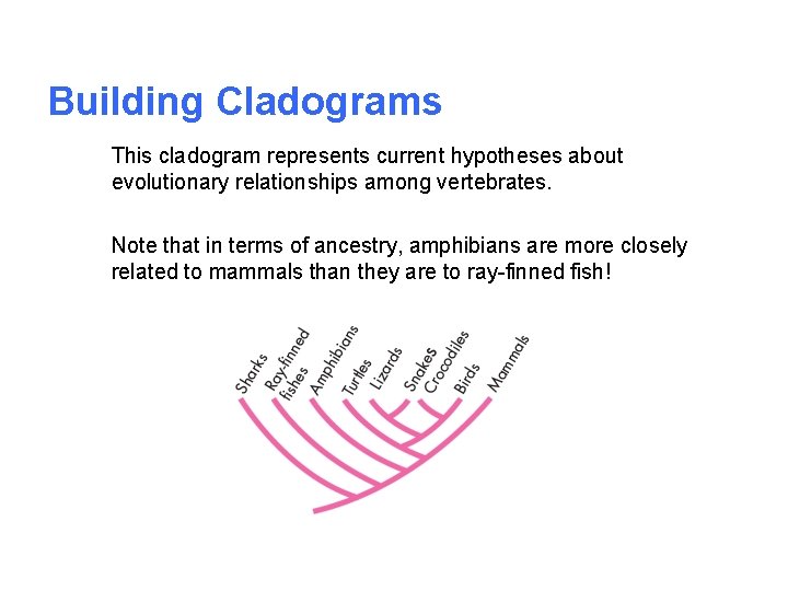 Building Cladograms This cladogram represents current hypotheses about evolutionary relationships among vertebrates. Note that