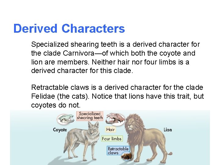Derived Characters Specialized shearing teeth is a derived character for the clade Carnivora—of which