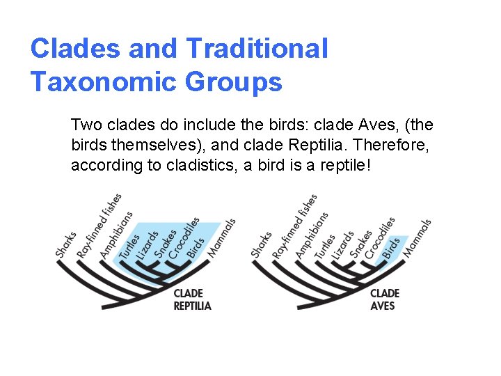 Clades and Traditional Taxonomic Groups Two clades do include the birds: clade Aves, (the