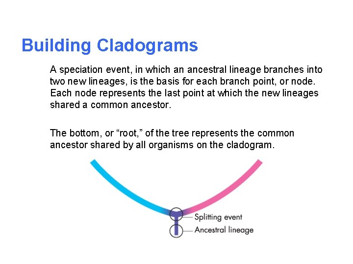 Building Cladograms A speciation event, in which an ancestral lineage branches into two new