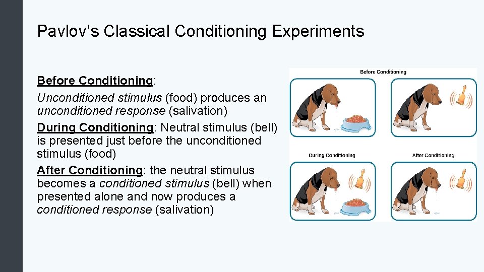 Pavlov’s Classical Conditioning Experiments Before Conditioning: Unconditioned stimulus (food) produces an unconditioned response (salivation)